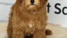MİNNAK A KALİTE ORİJİNAL MALTİPOO YAVRU